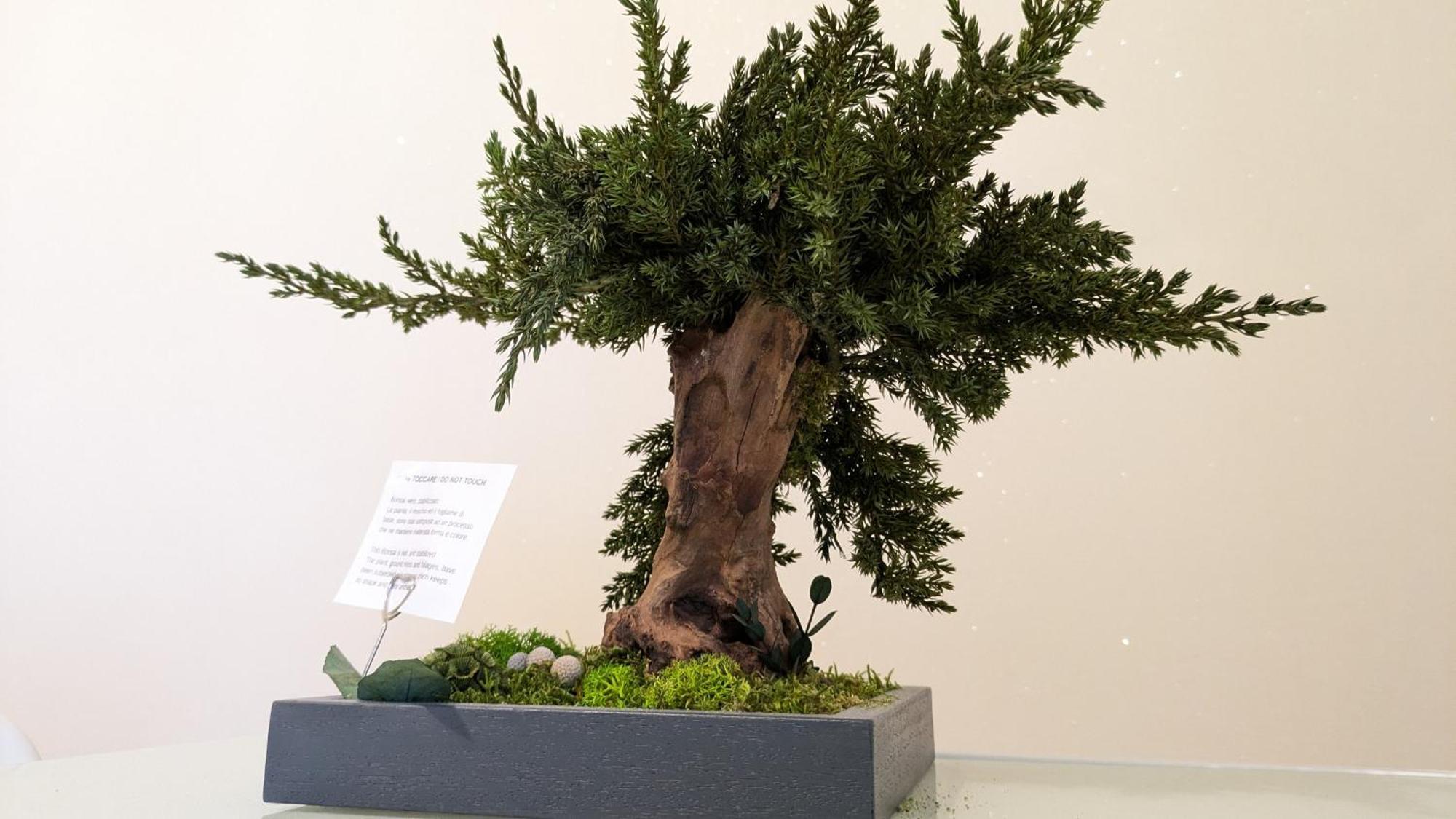 Bonsai Bed & Breakfast Fiumicino Bagian luar foto